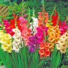 Gladiolus flowers diamond painting