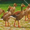 Gooses birds diamond paintings