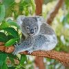 Koala On Tree Branch diamond painting