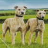 Lurcher dogs diamond paintings