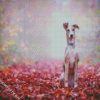 Lurcher puppy diamond paintings