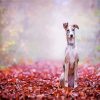 Lurcher puppy diamond painting