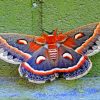 MOTH butterfly diamond painting