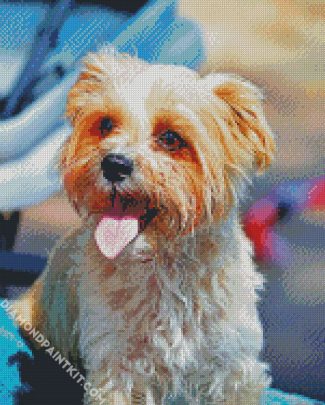 Morkie puppy diamond paintings