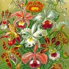 Orchidae by Haeckel diamond paintings