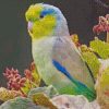 Parrotlet diamond paintings