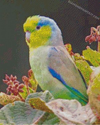 Parrotlet diamond paintings