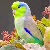 Parrotlet diamond paintings