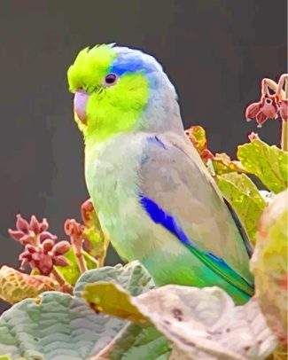 Parrotlet diamond paintings