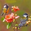 Parus birds diamond paintings