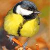 Parus major bird diamond paintings