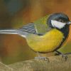 Parus male bird diamond paintings