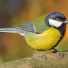 Parus male bird diamond paintings