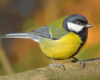 Parus male bird diamond paintings