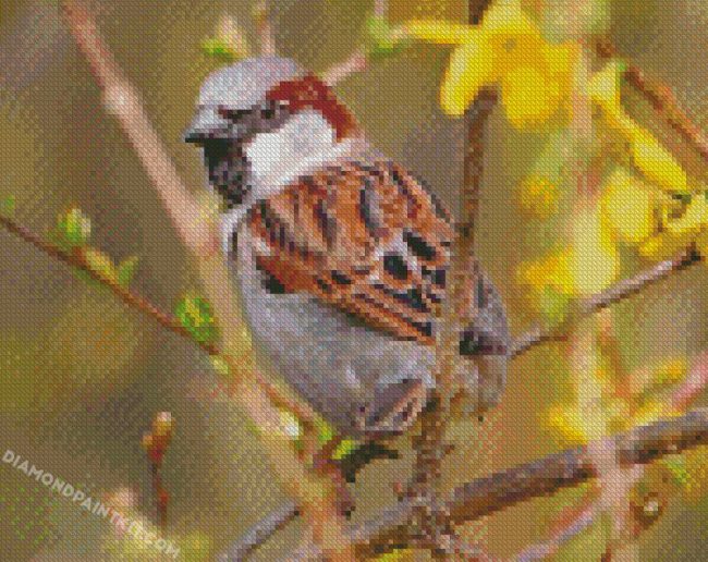 Passer bird diamond paintings