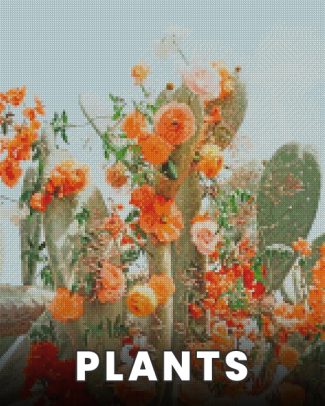 Plants