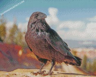 Raven Bird Animal diamond paintings