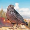 Raven Bird Animal diamond painting