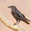 Raven On Branch diamond painting