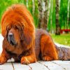 Tibetan Mastiff diamond painting