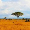 Tsavo East National Park kenya diamond painting