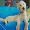 White Goldendoodle Dog diamond paintings