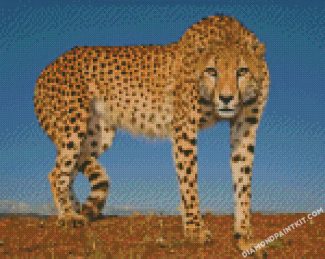 Wild Cheetah diamond paintings