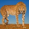 Wild Cheetah diamond painting