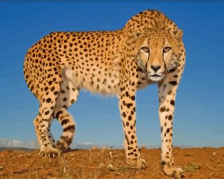 Wild Cheetah diamond painting