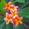 Yellow Pink Frangipani diamond painting