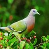 aestehtic Columbidae diamond painting