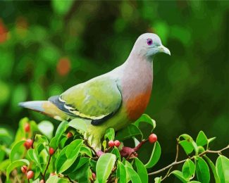 aestehtic Columbidae diamond painting