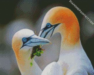 aesthetic Gannets diamond paintings