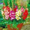 aesthetic Gladiolus flowers diamond painting