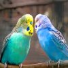 aesthetic parakeet birds diamond paintings