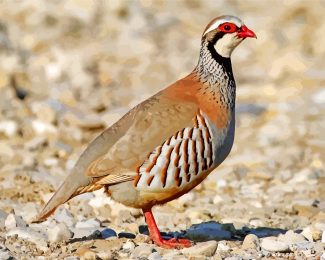 aesthetic partridge bird diamond paintings