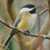 black capped chickadee diamond paintings