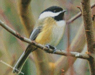 black capped chickadee diamond paintings