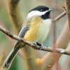 black capped chickadee diamond painting