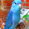 blue Parrotlet diamond paintings