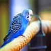 blue parakeet diamond paintings