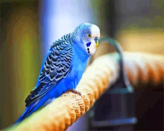 blue parakeet diamond paintings