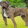 brindle mastiff dog diamond painting