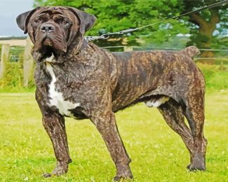 brindle mastiff dog diamond painting