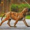 brindle mastiff dogs diamond paintings