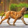 brindle mastiff dogs diamond painting