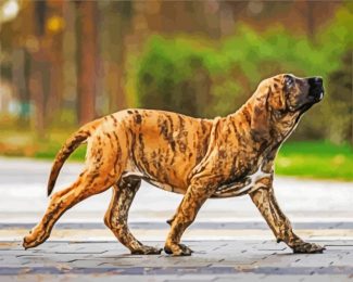 brindle mastiff dogs diamond painting