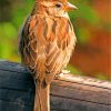 brown Passer bird diamond paintings