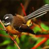 brown fantail bird diamond painting