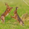 brown hares boxing diamond paintings